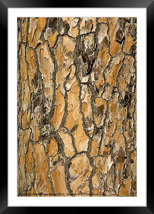 Pine Textures Framed Mounted Print by Matthew Bates
