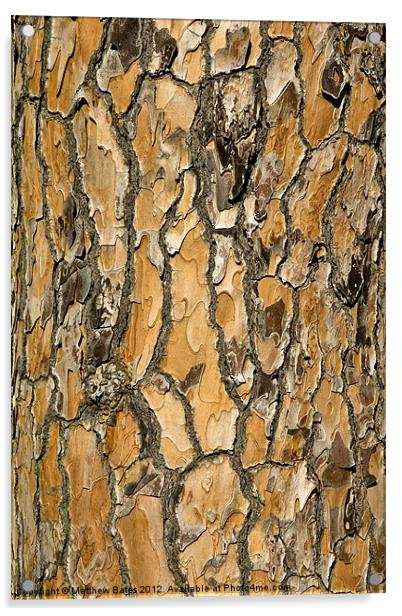 Pine Textures Acrylic by Matthew Bates