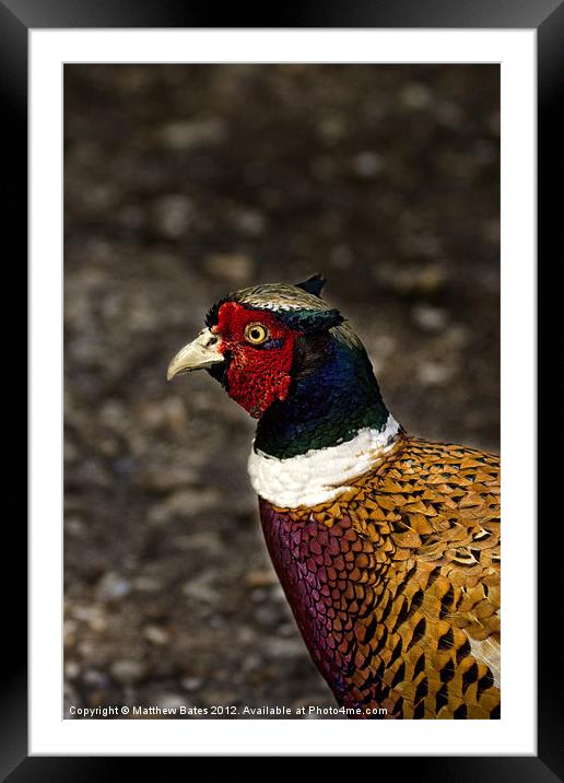 Common Pheasant Framed Mounted Print by Matthew Bates