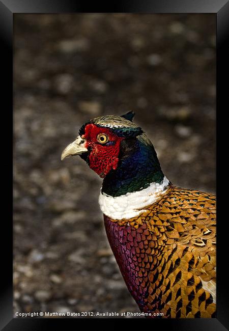 Common Pheasant Framed Print by Matthew Bates