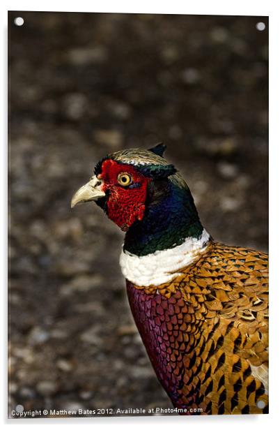Common Pheasant Acrylic by Matthew Bates