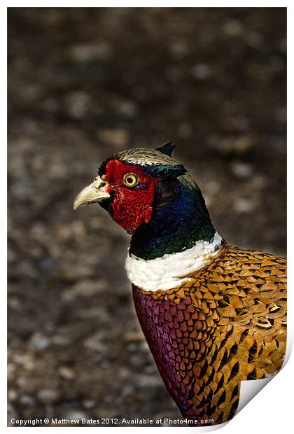 Common Pheasant Print by Matthew Bates