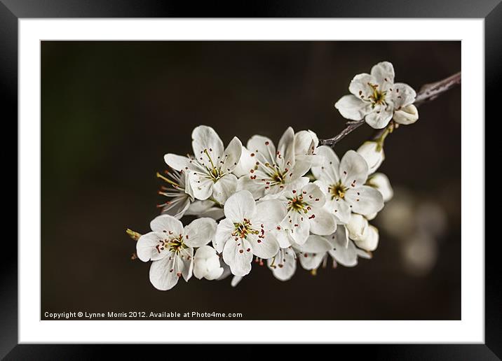 Spring Blossom Framed Mounted Print by Lynne Morris (Lswpp)