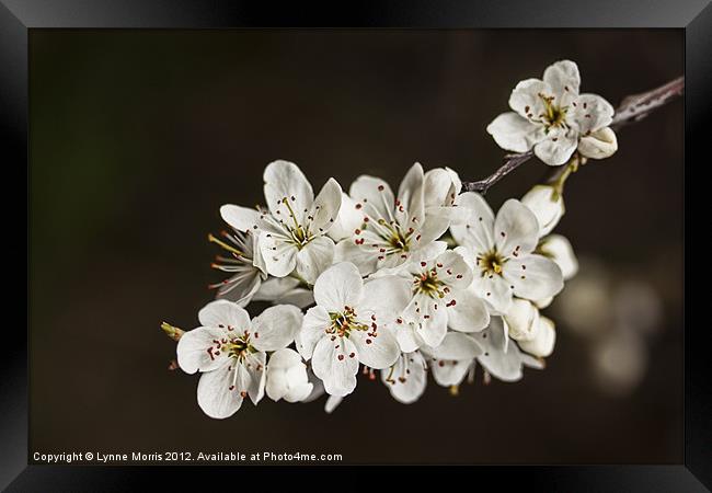 Spring Blossom Framed Print by Lynne Morris (Lswpp)