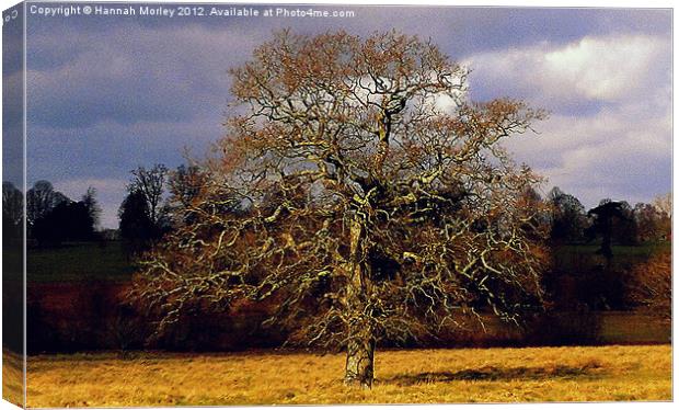Lonely Tree Canvas Print by Hannah Morley