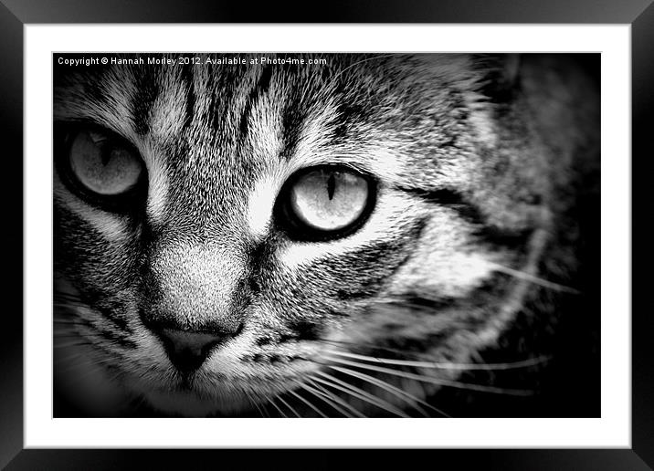 Cute Tabby Cat Framed Mounted Print by Hannah Morley