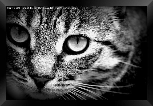 Cute Tabby Cat Framed Print by Hannah Morley