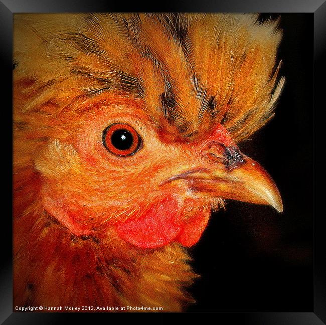 Ameraucanas Chicken Framed Print by Hannah Morley