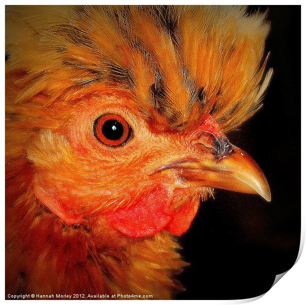Ameraucanas Chicken Print by Hannah Morley