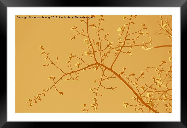 Orange Branches Framed Mounted Print by Hannah Morley