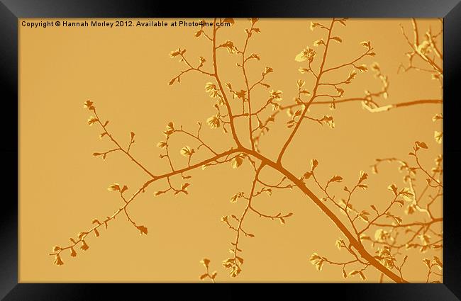 Orange Branches Framed Print by Hannah Morley