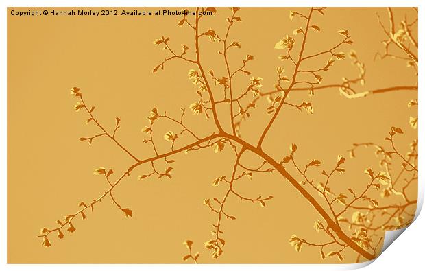 Orange Branches Print by Hannah Morley