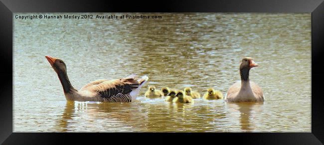 Geese & Goslings Framed Print by Hannah Morley