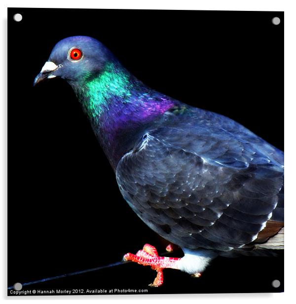 Pigeon Acrylic by Hannah Morley