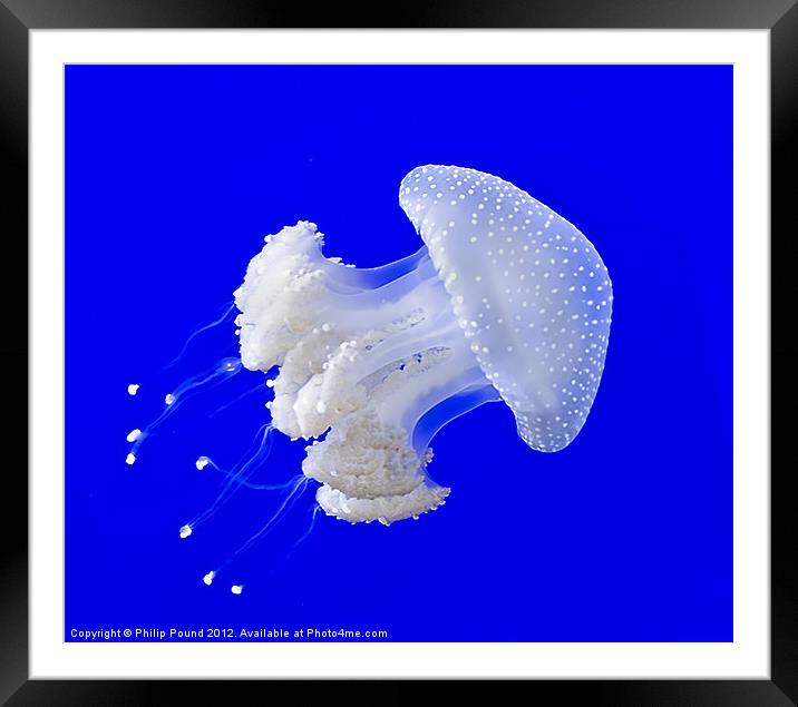 Jellyfish Framed Mounted Print by Philip Pound