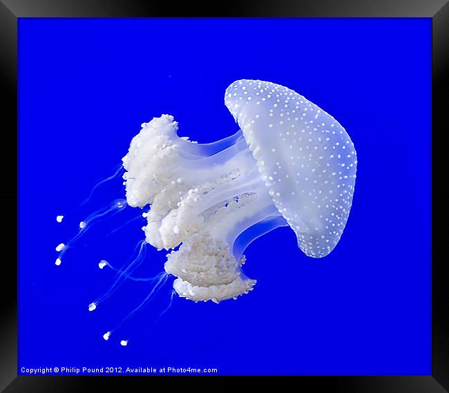 Jellyfish Framed Print by Philip Pound