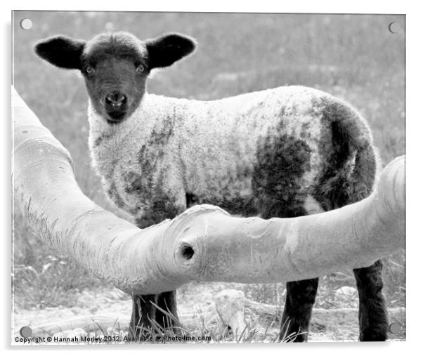 Cute Lamb Acrylic by Hannah Morley