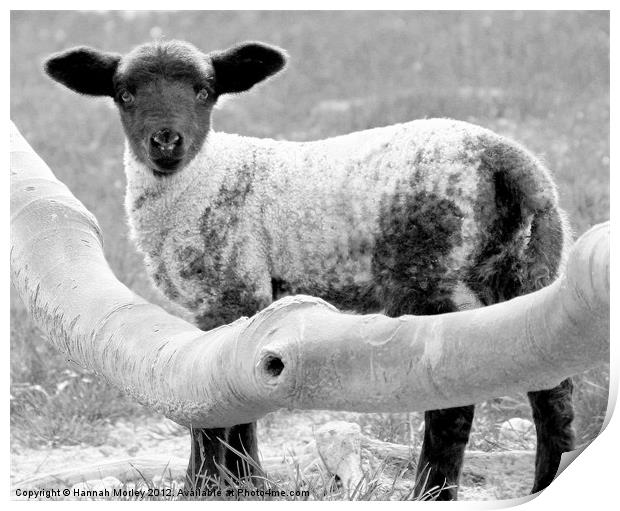 Cute Lamb Print by Hannah Morley