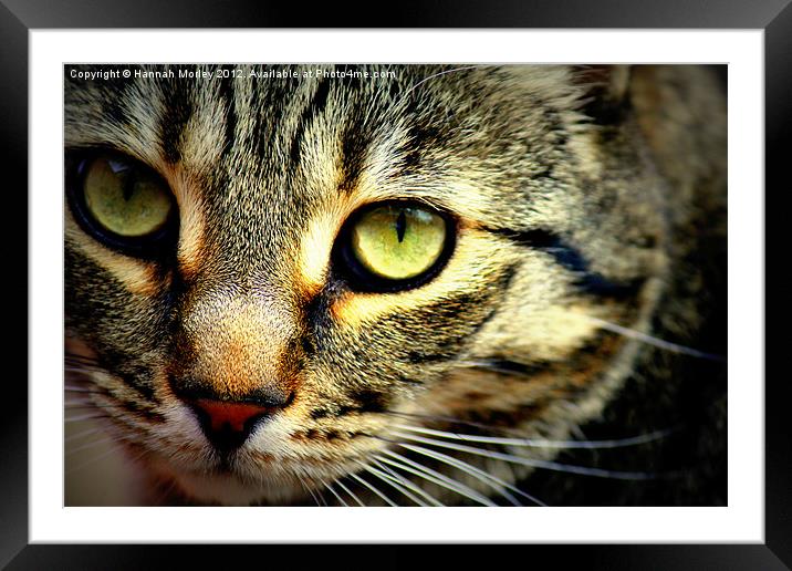 Tabby Cat Framed Mounted Print by Hannah Morley