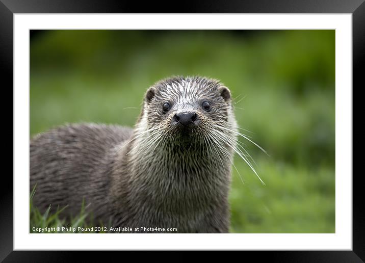 Otter Framed Mounted Print by Philip Pound