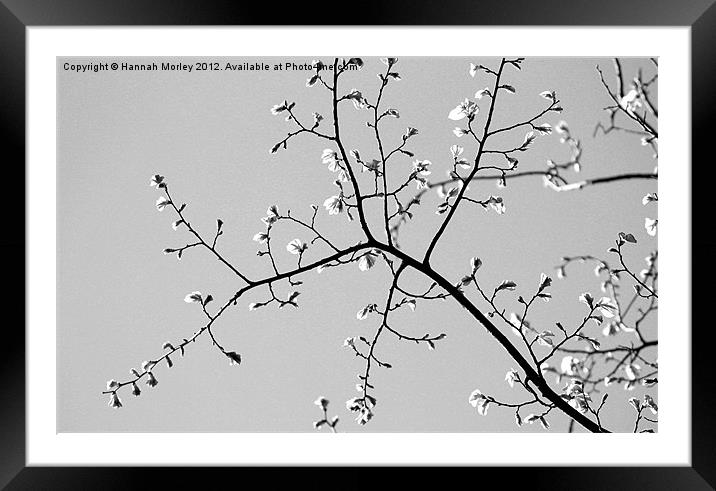 Branches Framed Mounted Print by Hannah Morley