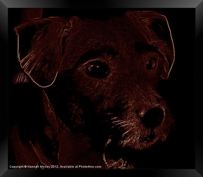 Patterdale Terrier Dog Framed Print by Hannah Morley