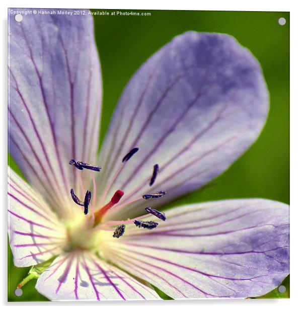 Lilac Geranium Acrylic by Hannah Morley