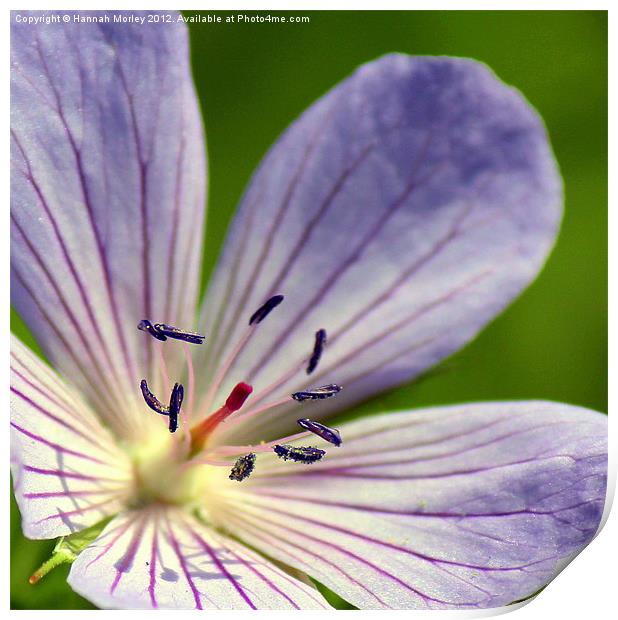 Lilac Geranium Print by Hannah Morley