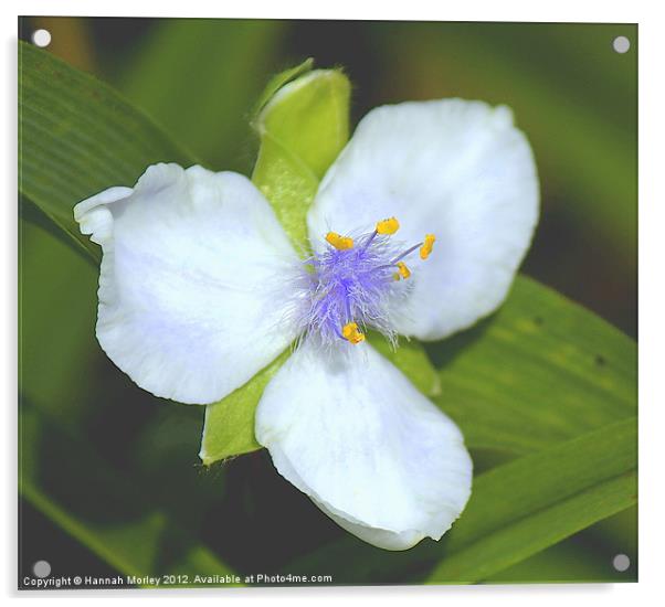 Lilac Spiderwort Flower Acrylic by Hannah Morley