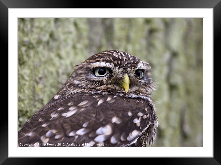 Little Owl Framed Mounted Print by Philip Pound