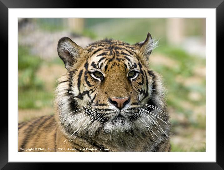 Tiger Framed Mounted Print by Philip Pound