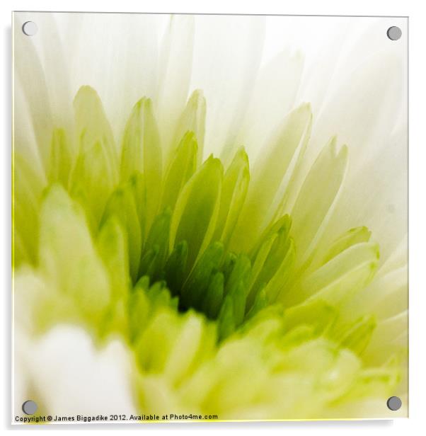 Crysanthemum Acrylic by J Biggadike
