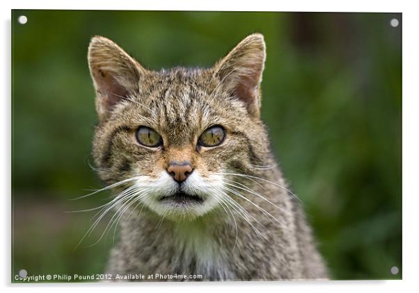 Scottish Wildcat Acrylic by Philip Pound