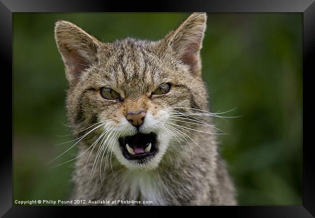 Very Angry Scottish Wildcat Framed Print by Philip Pound