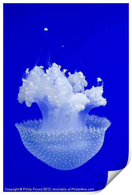 Jellyfish Print by Philip Pound