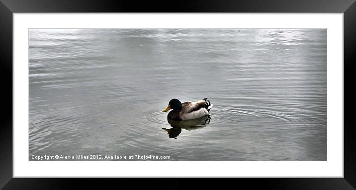 Duck Framed Mounted Print by Alexia Miles