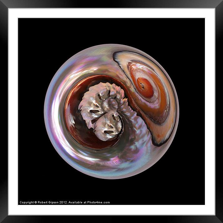 Shell on Black Framed Mounted Print by Robert Gipson