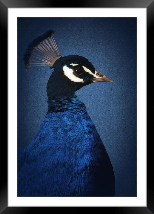 PORTRAIT OF A BLUE PEACOCK Framed Mounted Print by Tom York
