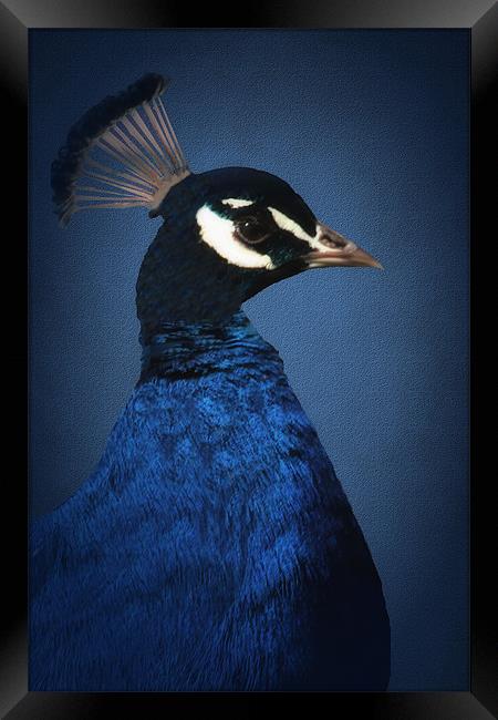 PORTRAIT OF A BLUE PEACOCK Framed Print by Tom York