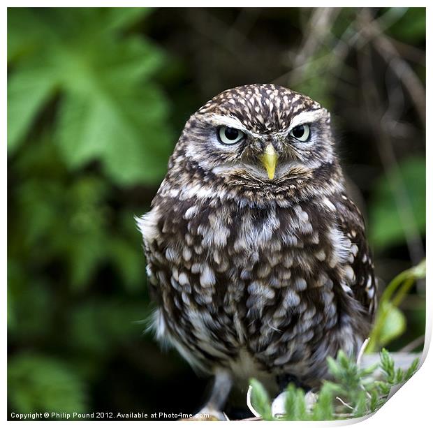 Little Owl Print by Philip Pound