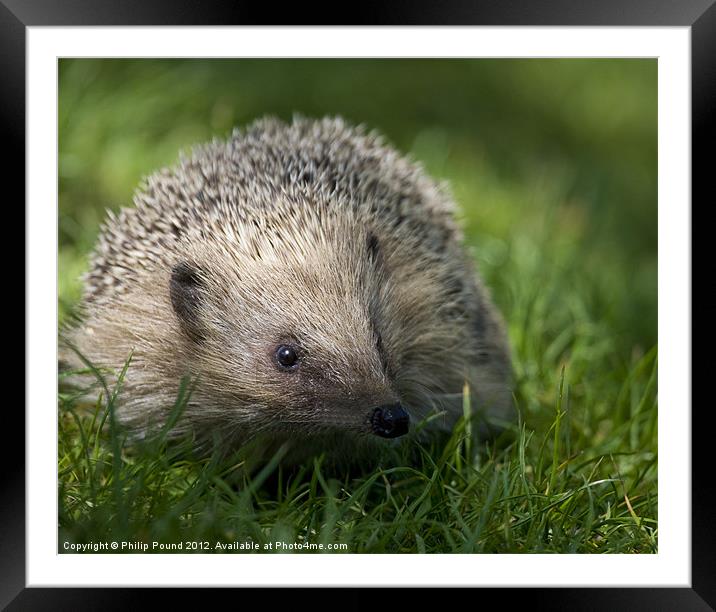 Hedgehog Framed Mounted Print by Philip Pound