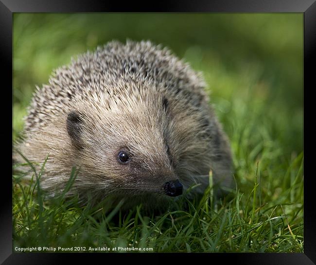 Hedgehog Framed Print by Philip Pound