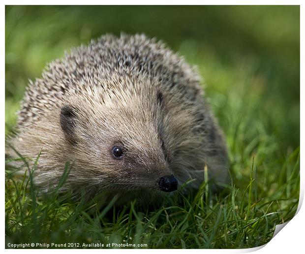 Hedgehog Print by Philip Pound