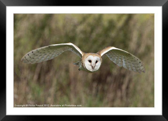 Barn Owl Hunting Framed Mounted Print by Philip Pound