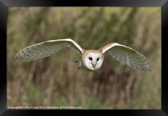 Barn Owl Hunting Framed Print by Philip Pound