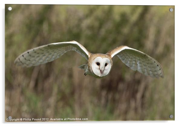 Barn Owl Hunting Acrylic by Philip Pound