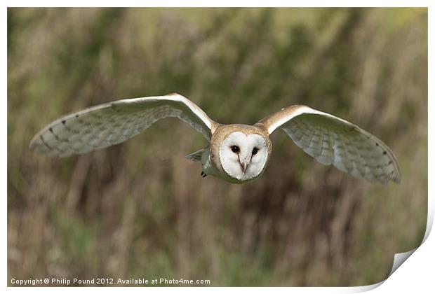 Barn Owl Hunting Print by Philip Pound