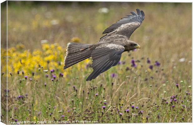 Black Kite in Wildflower Meadow Canvas Print by Philip Pound