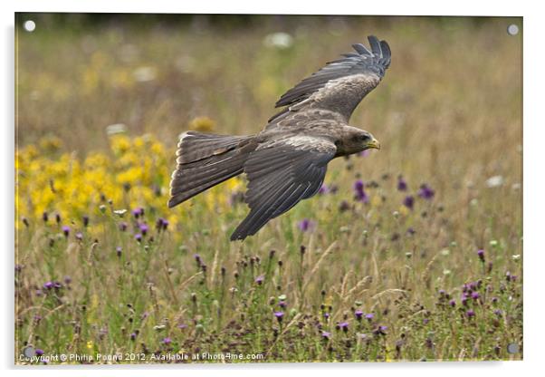 Black Kite in Wildflower Meadow Acrylic by Philip Pound