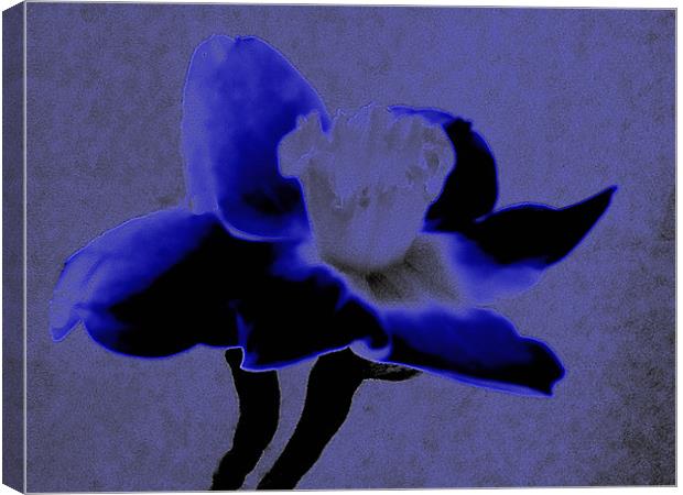 Velvet Blue Daffodil Canvas Print by Barbara Schafer